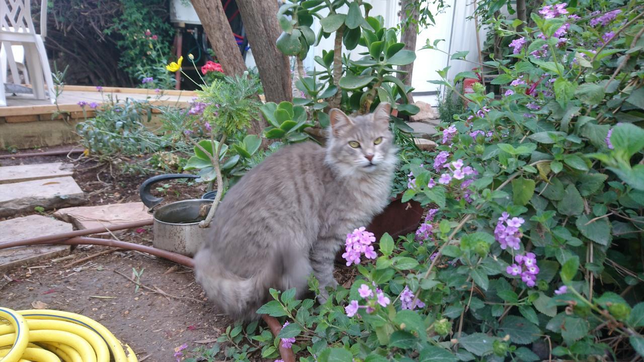 Allenby2 B&B Єрусалим Екстер'єр фото